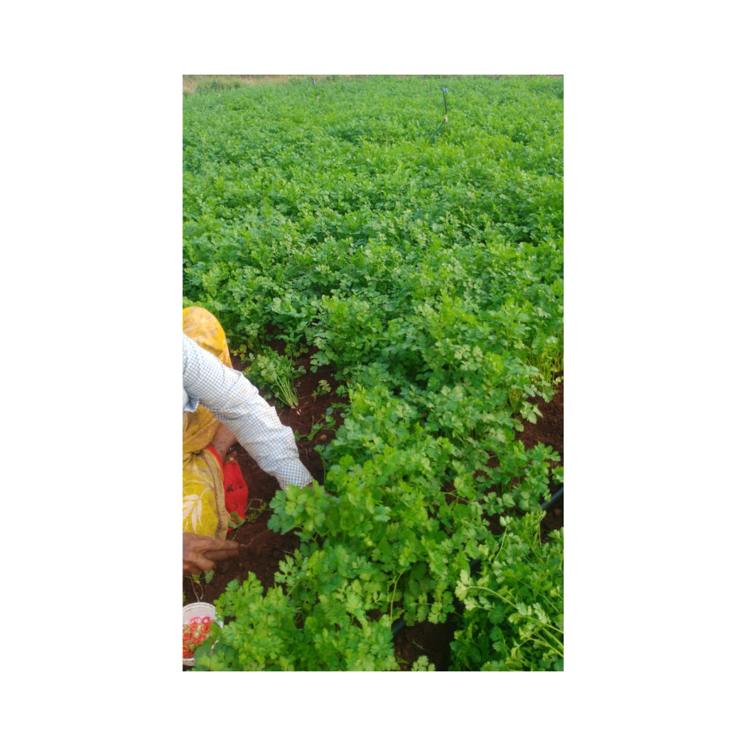 Padmini Coriander Seeds - Kanakadhaara Seeds | Buy Online Now