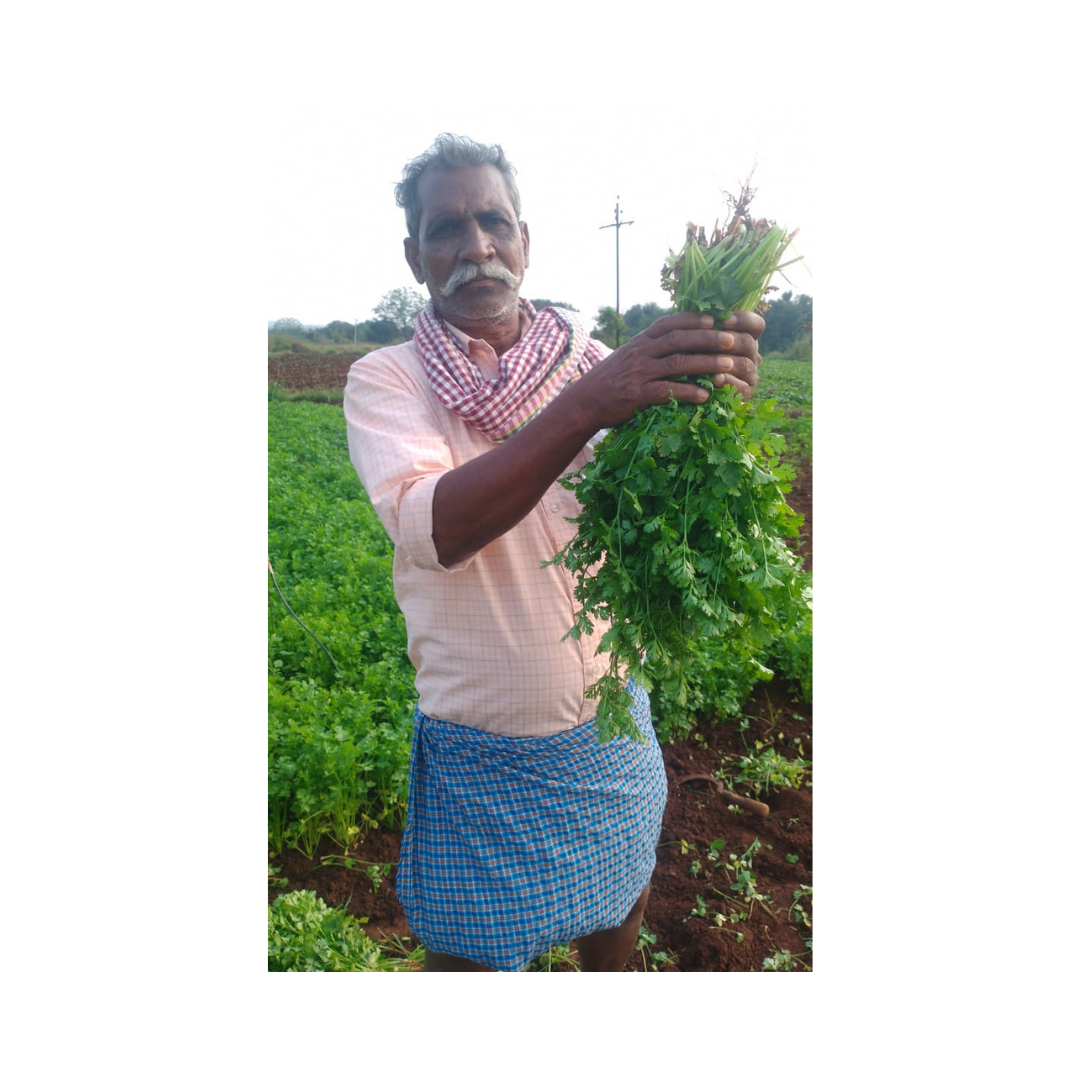 Padmini Coriander Seeds - Kanakadhaara Seeds | Buy Online Now