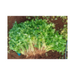 Padmini Coriander Seeds - Kanakadhaara Seeds | Buy Online Now