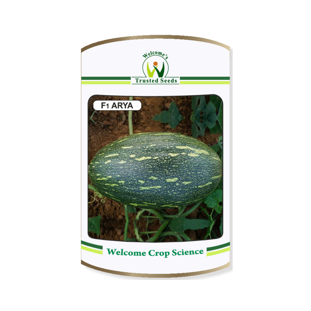 Arya Pumpkin Seeds - Welcome | F1 Hybrid | Buy Online at Best Price