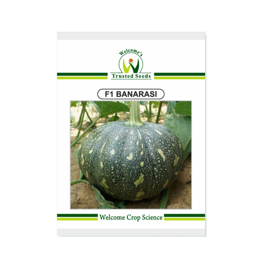 Banarasi Pumpkin Seeds - Welcome | F1 Hybrid | Buy Online - DesiKheti