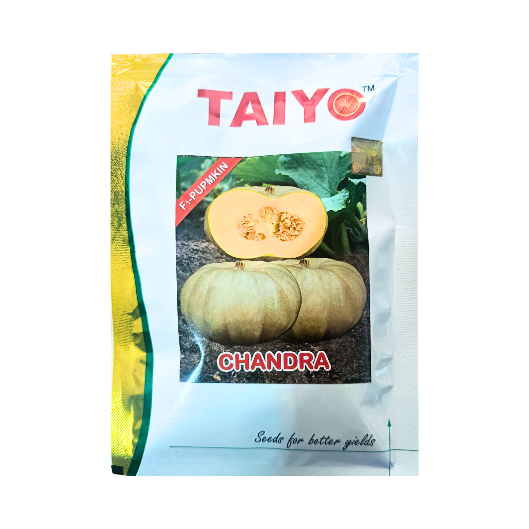 Chandra Pumpkin Seeds - Taiyo | F1 Hybrid | Buy Online at Best Price