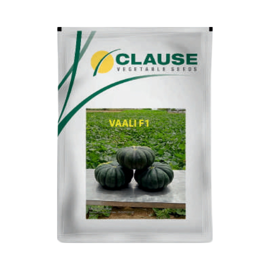 Vaali Pumpkin Seeds - HM Clause | F1 Hybrid | Buy Online Now