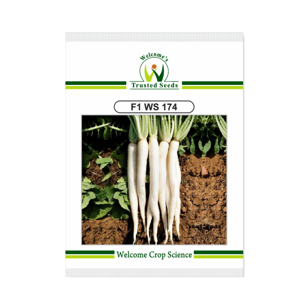 WS 174 Radish Seeds - Welcome | F1 Hybrid | Buy Online - DesiKheti