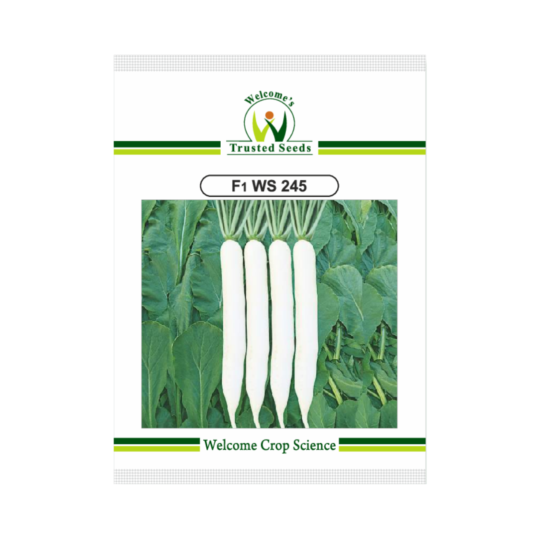 WS 245 Radish Seeds - Welcome | F1 Hybrid | Buy Online - DesiKheti