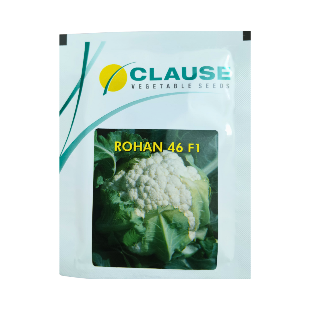 Rohan 46 Cauliflower Seeds - HM Clause | Buy Online at Best Price