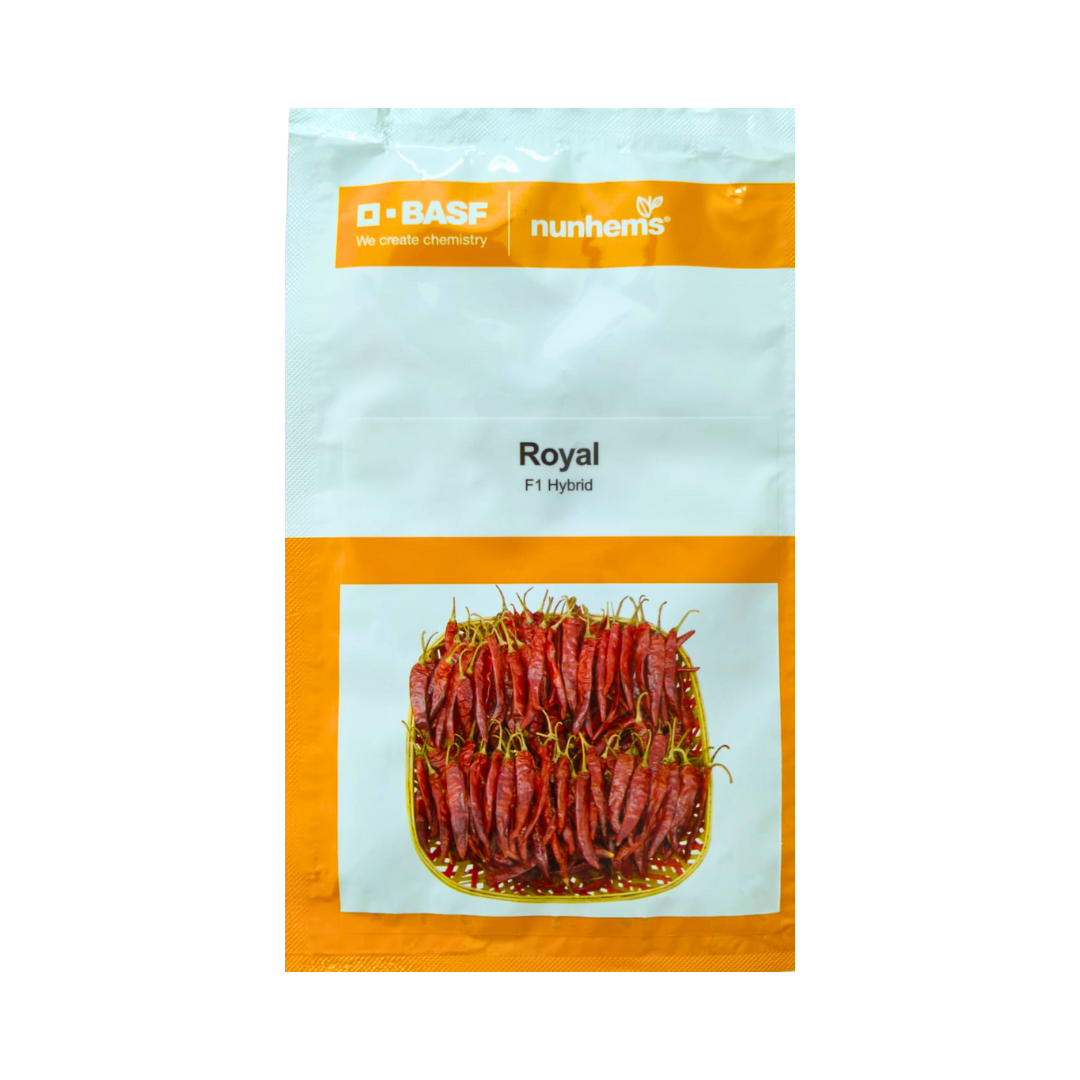 Royal Chilli Seeds - Nunhems | F1 Hybrid | Buy Online at Best Price