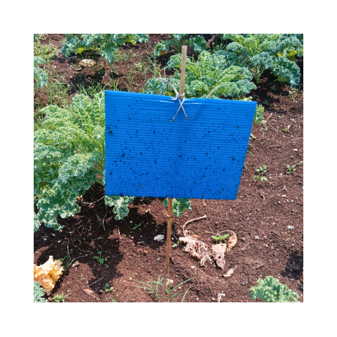 SK Agrotech Blue Sticky Insect Trap 6 X 8 Inch | Buy Online Now