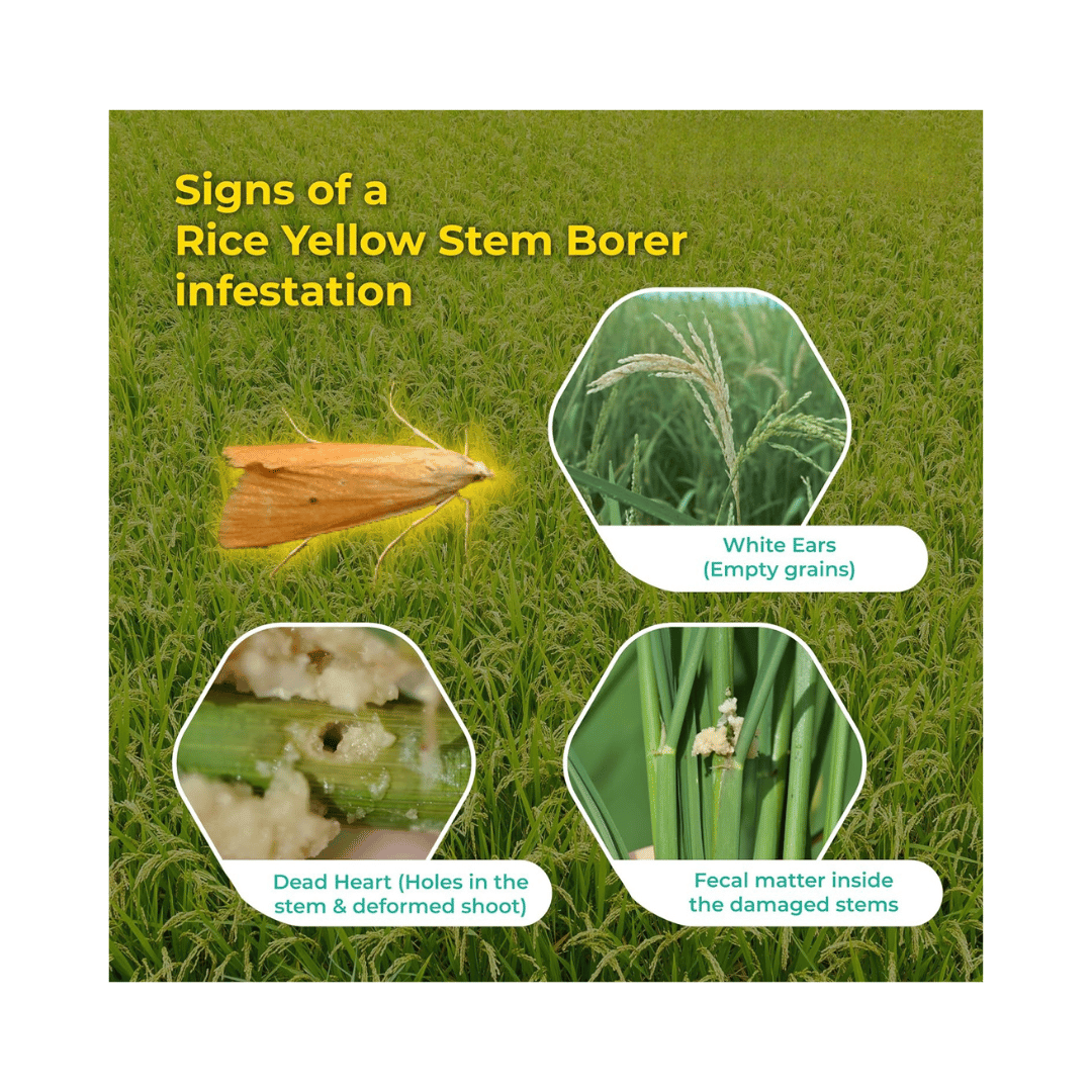 SK Agrotech Pheromone Lures for Scirpophaga Incertulas - Rice Yellow Stem Borer