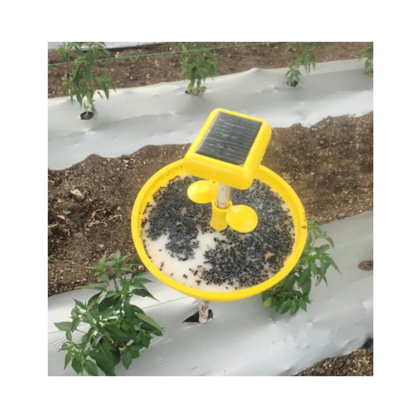 SK Agrotech Solar Light Insect Trap | Buy Online Now - DesiKheti