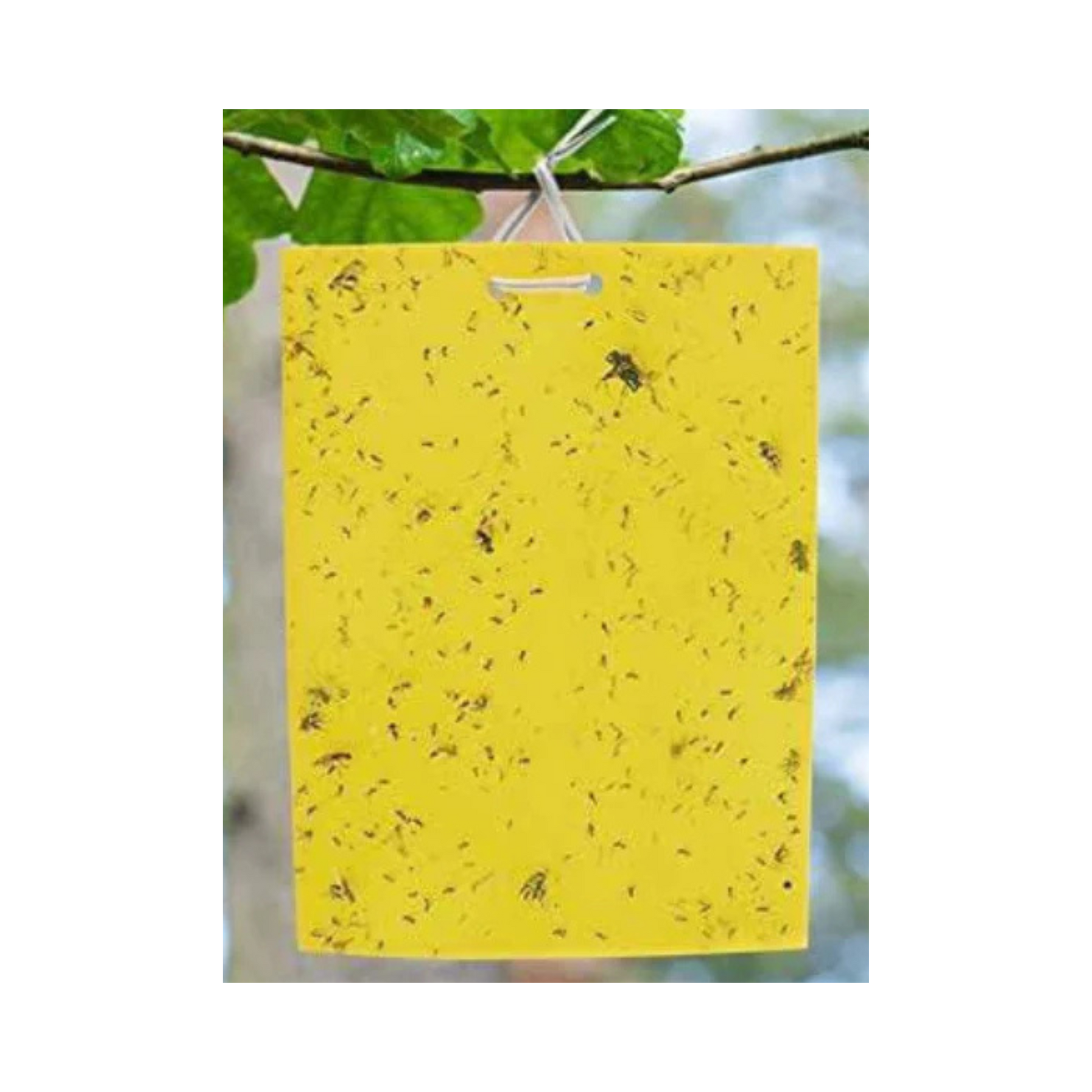 SK Agrotech Yellow Sticky Insect Trap 6 X 8 Inch | Buy Online Now