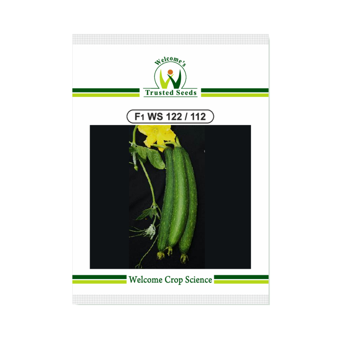 WS - 122/112 Sponge Gourd Seeds - Welcome | F1 Hybrid | Buy Online Now