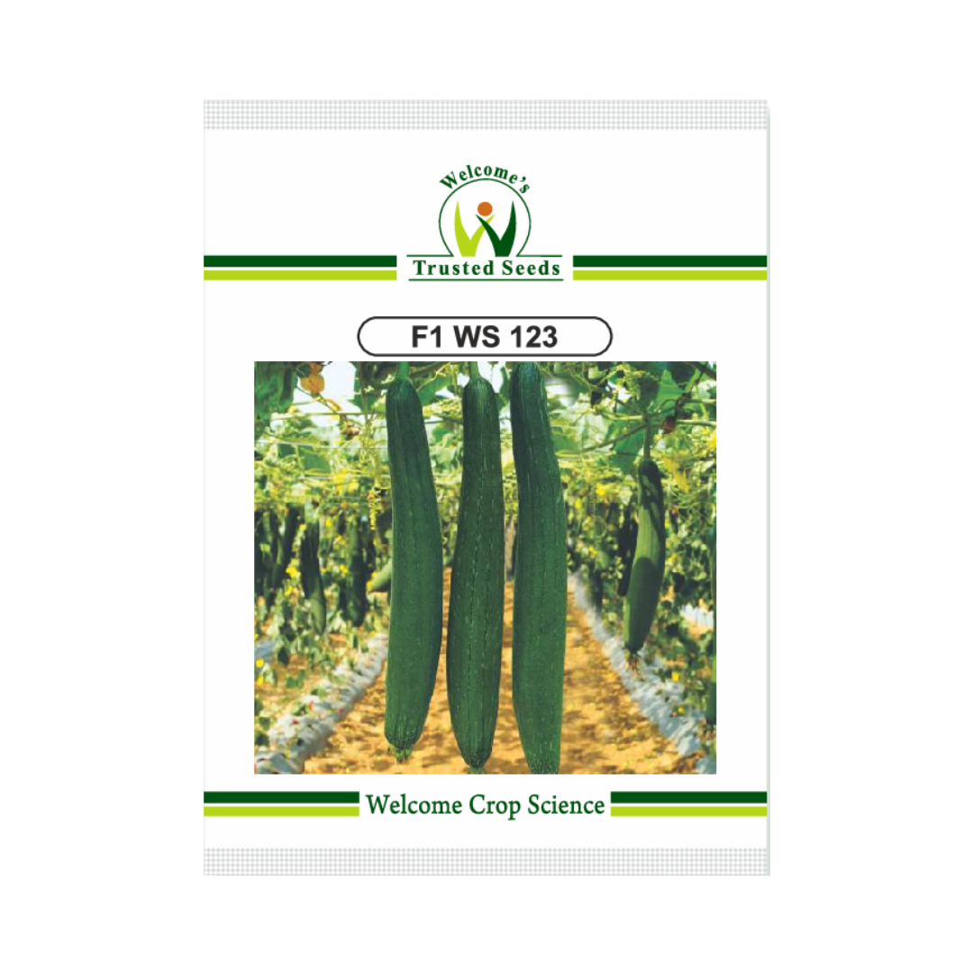 WS 123 Sponge Gourd Seeds - Welcome | F1 Hybrid | Buy Online Now