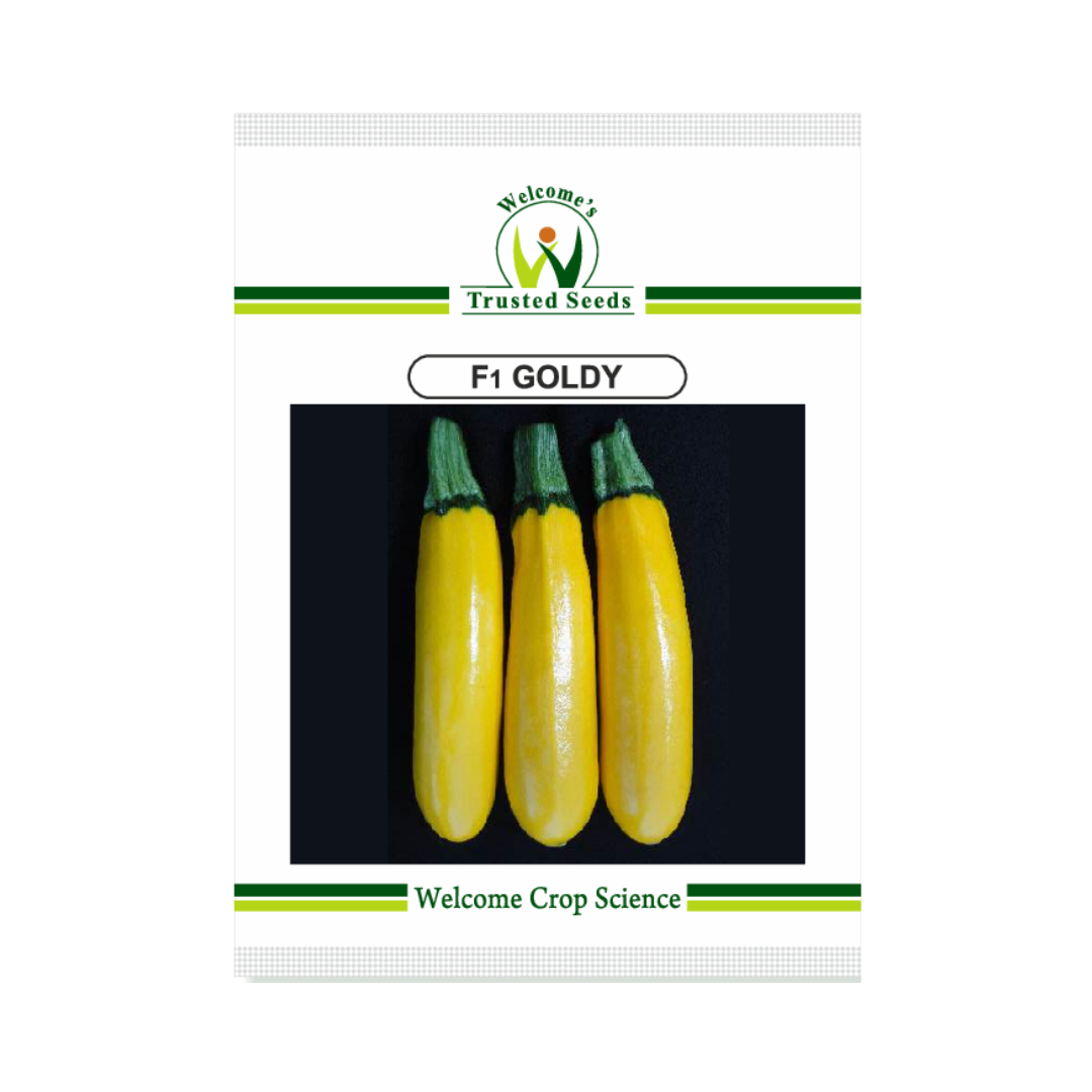 Goldy Squash Seeds - Welcome | F1 Hybrid | Buy Online Now - DesiKheti