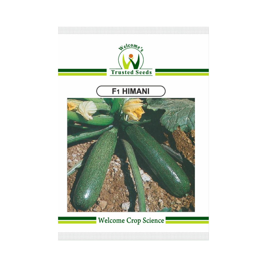 Himani Squash Seeds - Welcome | F1 Hybrid | Buy Online Now - DesiKheti