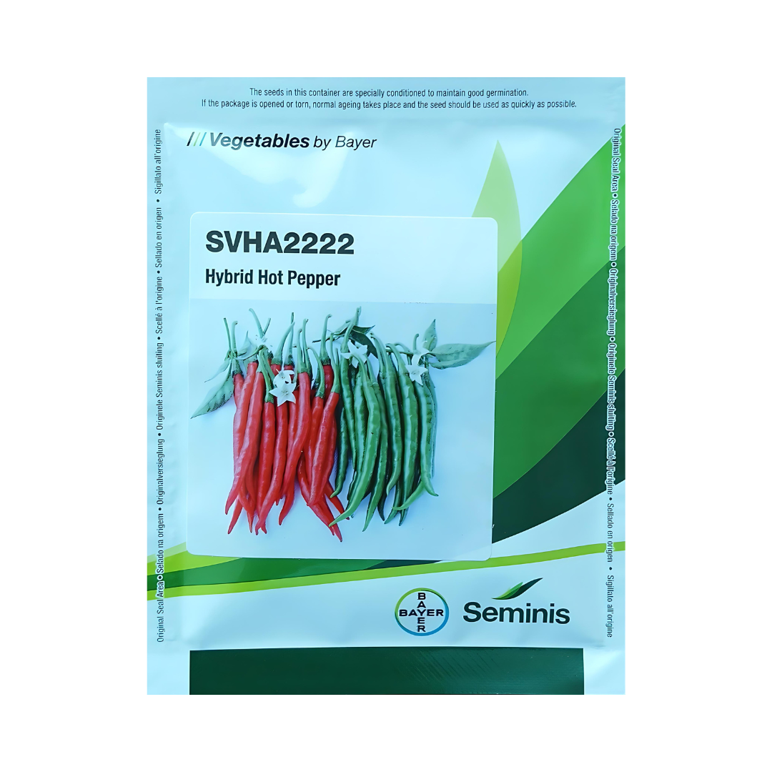 SVHA 2222 Chilli Seeds - Seminis | F1 Hybrid | Buy Online - DesiKheti