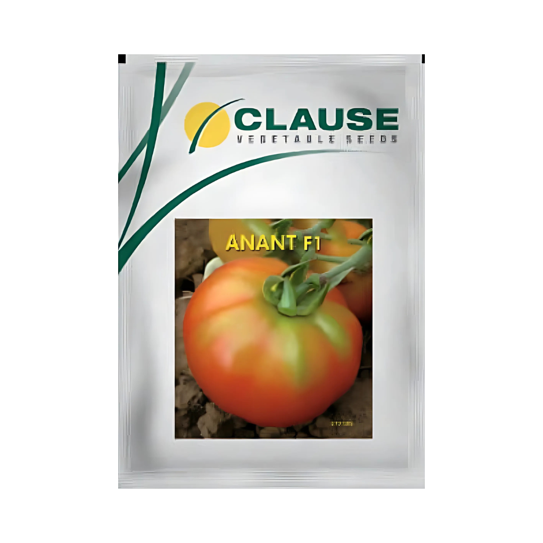 Anant Tomato Seeds - HM Clause | F1 Hybrid | Buy Online - DesiKheti