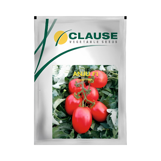 Anju Tomato Seeds - HM Clause | F1 Hybrid | Buy Online Now - DesiKheti