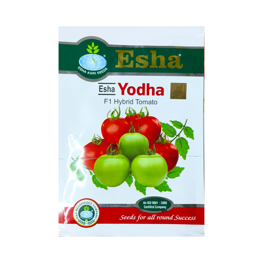 Esha Yodha Tomato Seeds | Buy Online at Best Price - DesiKheti