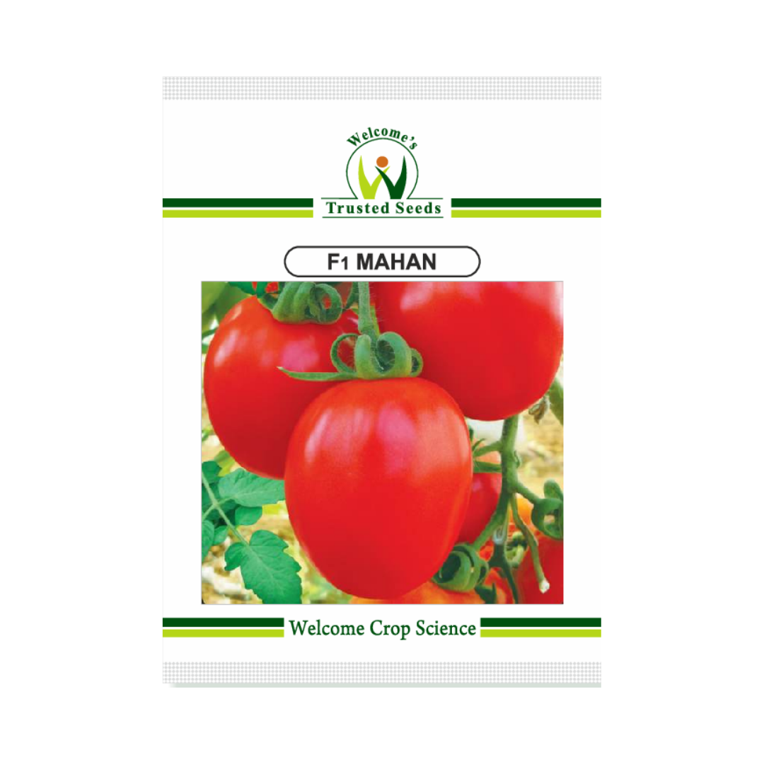 Mahan Tomato Seeds - Welcome | F1 Hybrid | Buy Online at Best Price