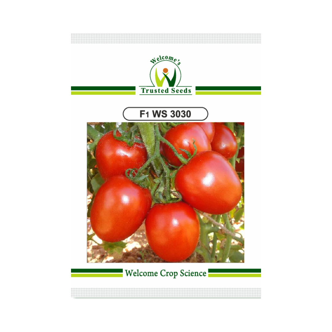 WS 3030 Tomato Seeds - Welcome | F1 Hybrid | Buy Online at Best Price