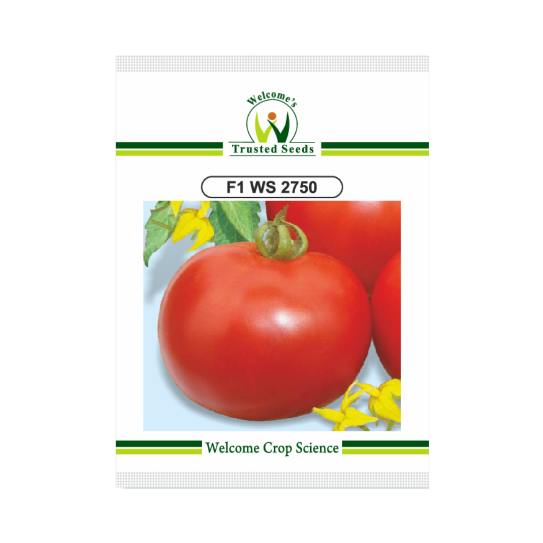 WS 2750 Tomato Seeds - Welcome | F1 Hybrid | Buy Online at Best Price