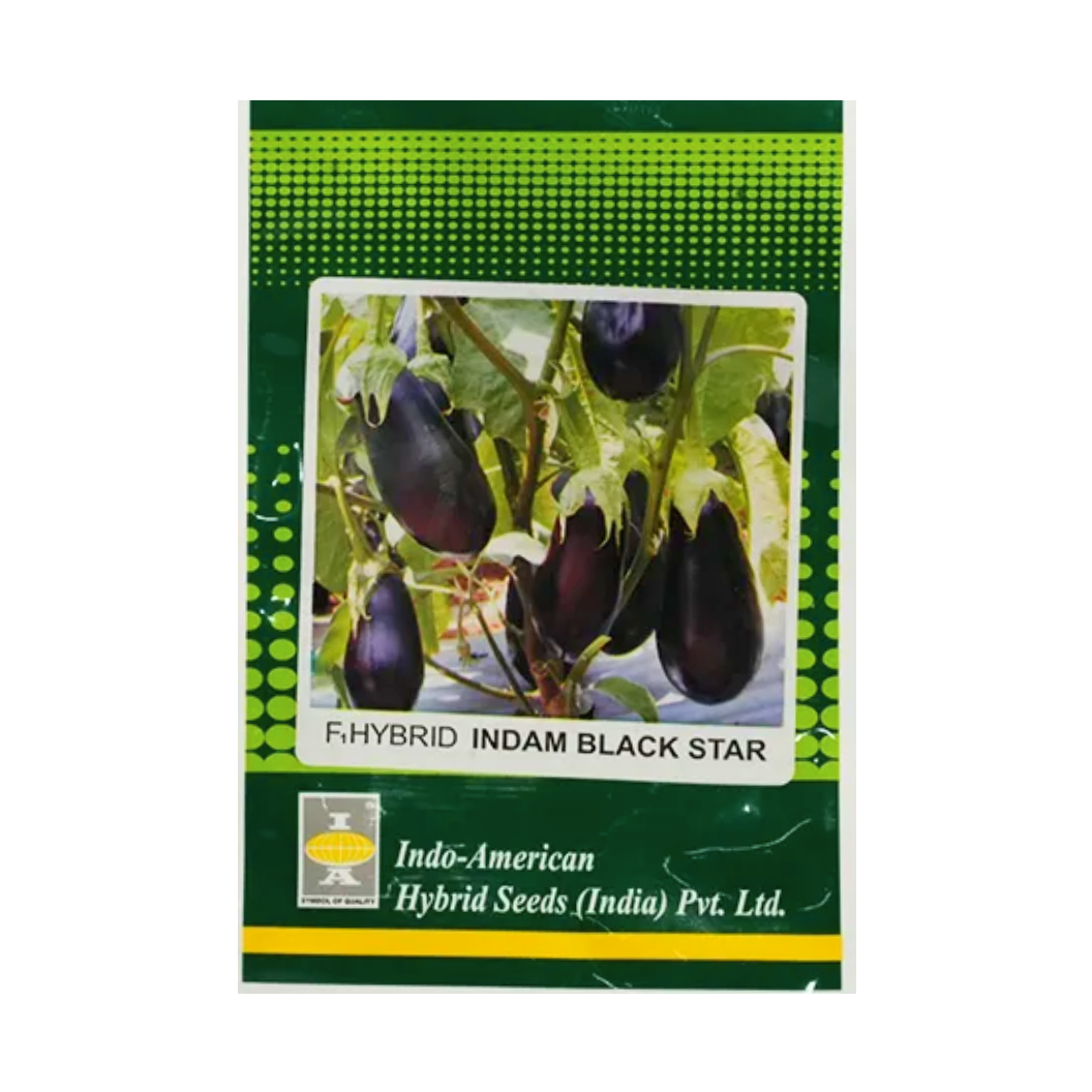 Black Star Brinjal Seeds - Indo American | F1 Hybrid | Buy Online at Best Price