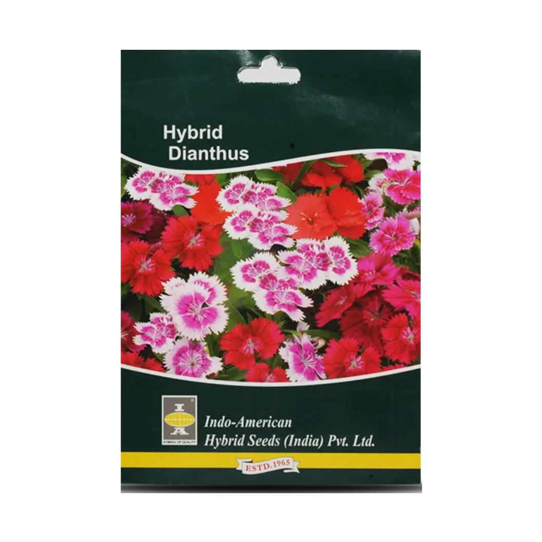 Dianthus Seeds - Indo American | F1 Hybrid | Buy Online at Best Price