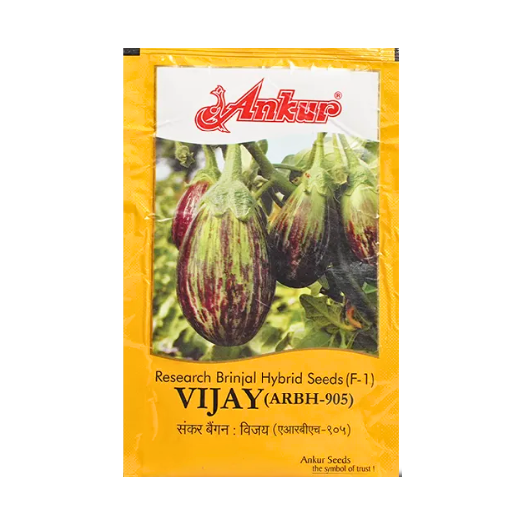 Vijay Brinjal Seeds | F1 Hybrid | Buy Online at Best Price