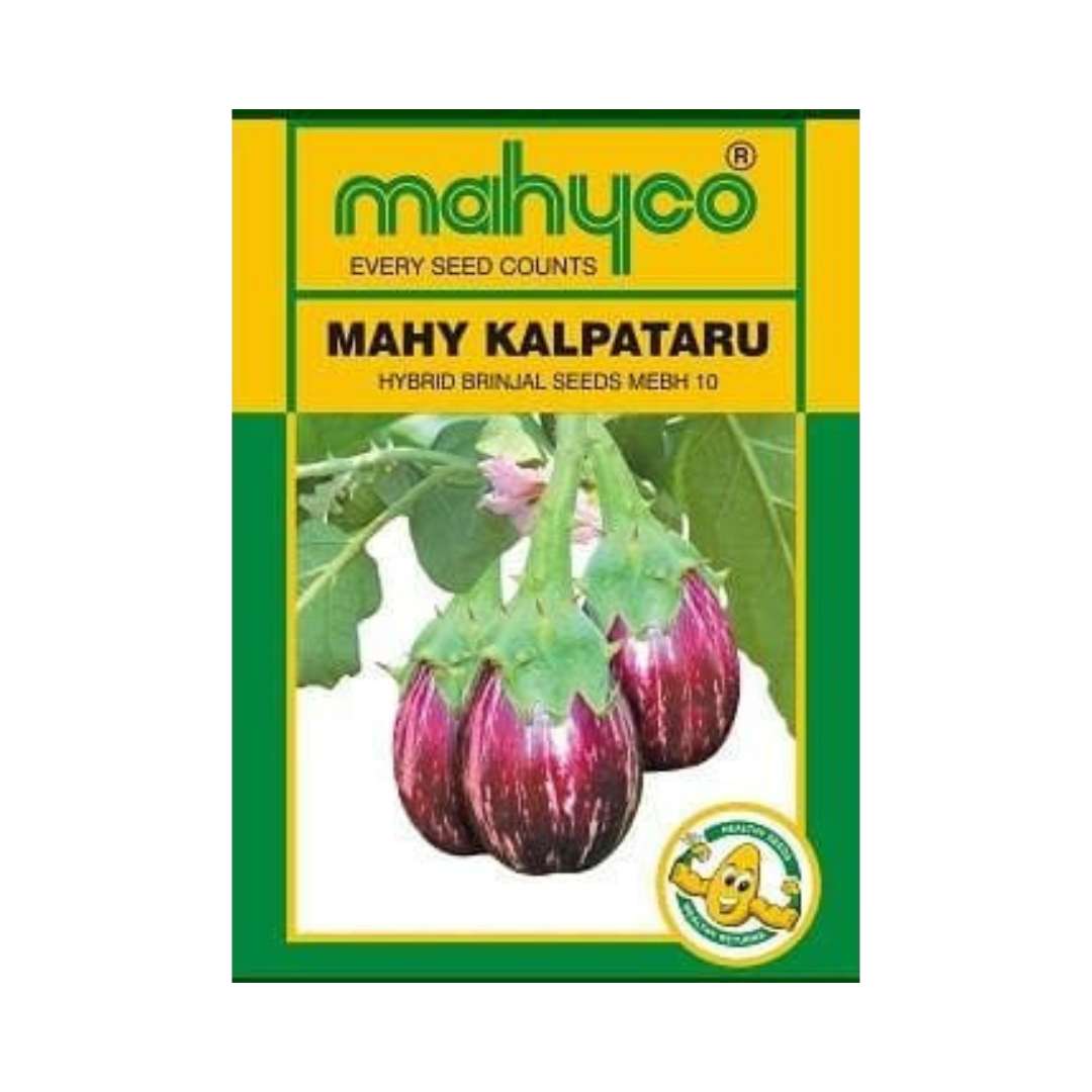 MAHY KALPATARU Brinjal Seeds | F1 Hybrid | Buy Online at Best Price