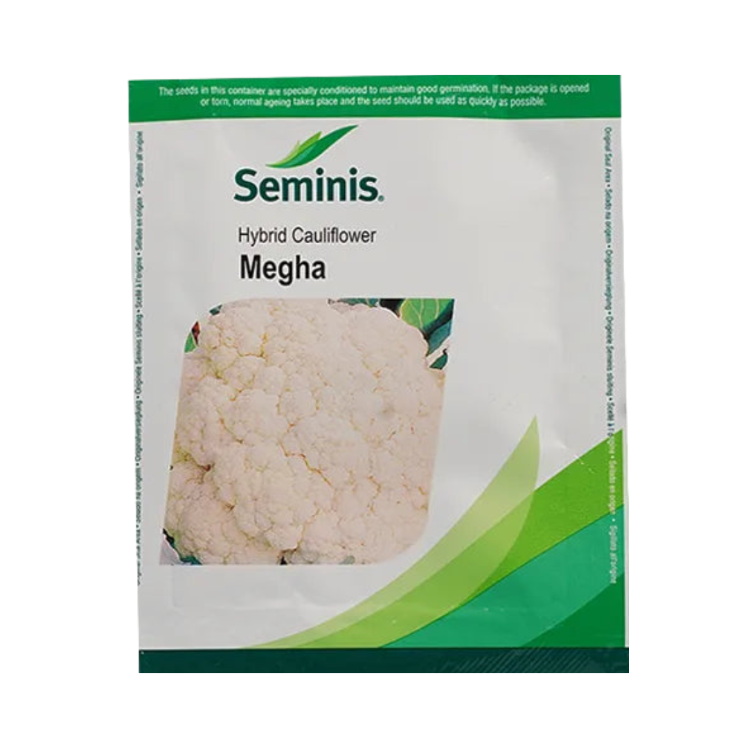 Megha Cauliflower Seeds - Seminis | F1 Hybrid | Buy Online - DesiKheti