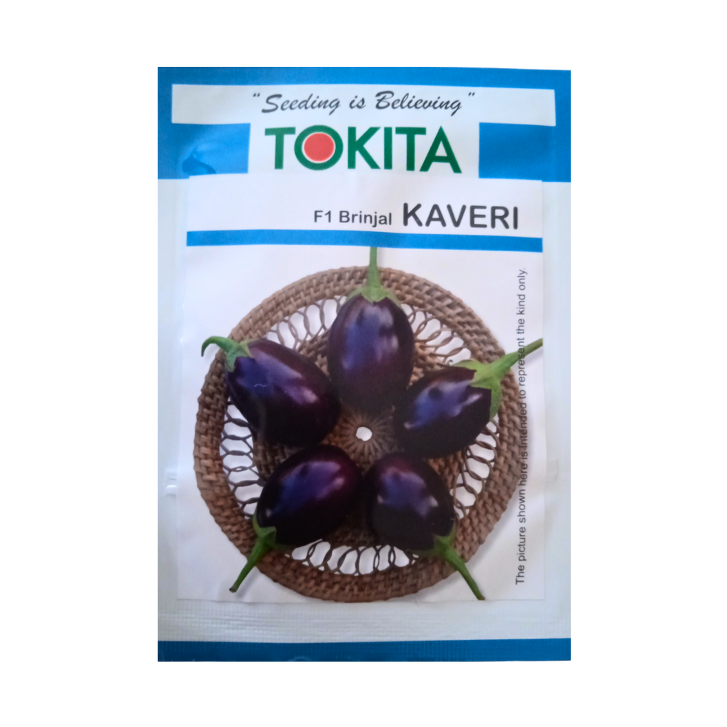 Kaveri Brinjal Seeds - Tokita | F1 Hybrid | Buy Online at Best Price