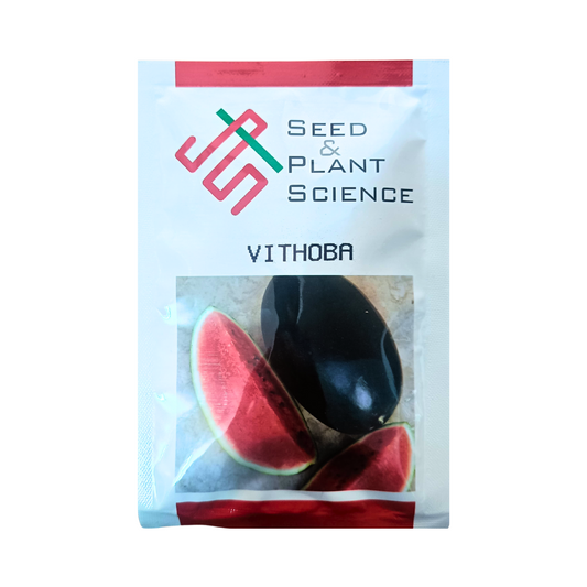 Vithoba Watermelon Seeds - Seed & Plant Science | F1 Hybrid | Buy Now