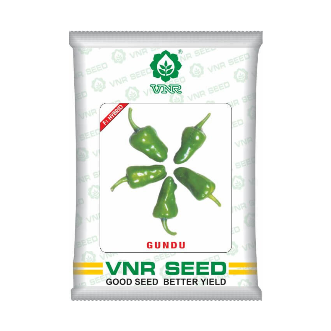 Gundu Chilli Seeds - VNR | F1 Hybrid | Buy Online at Best Price