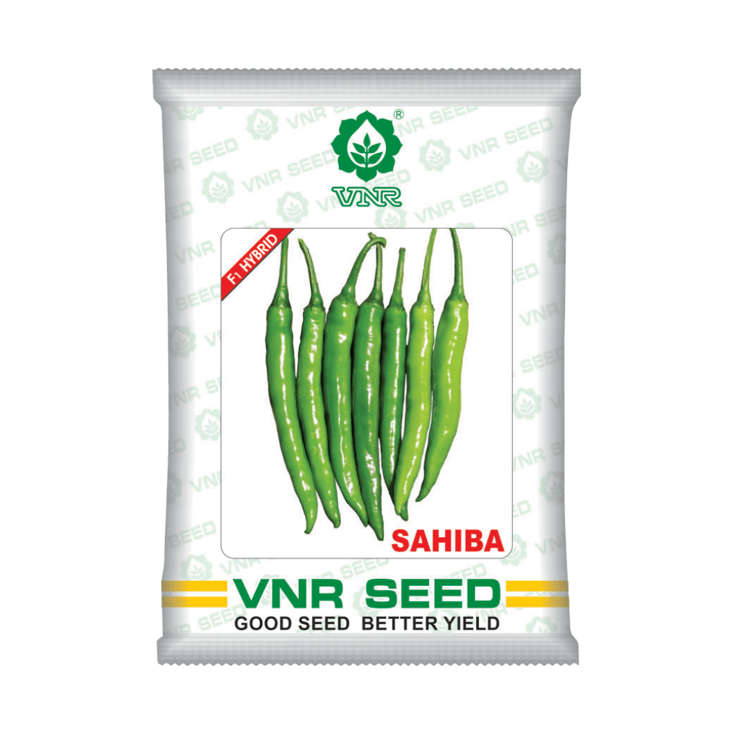 Sahiba Chilli Seeds - VNR | F1 Hybrid | Buy Online at Best Price