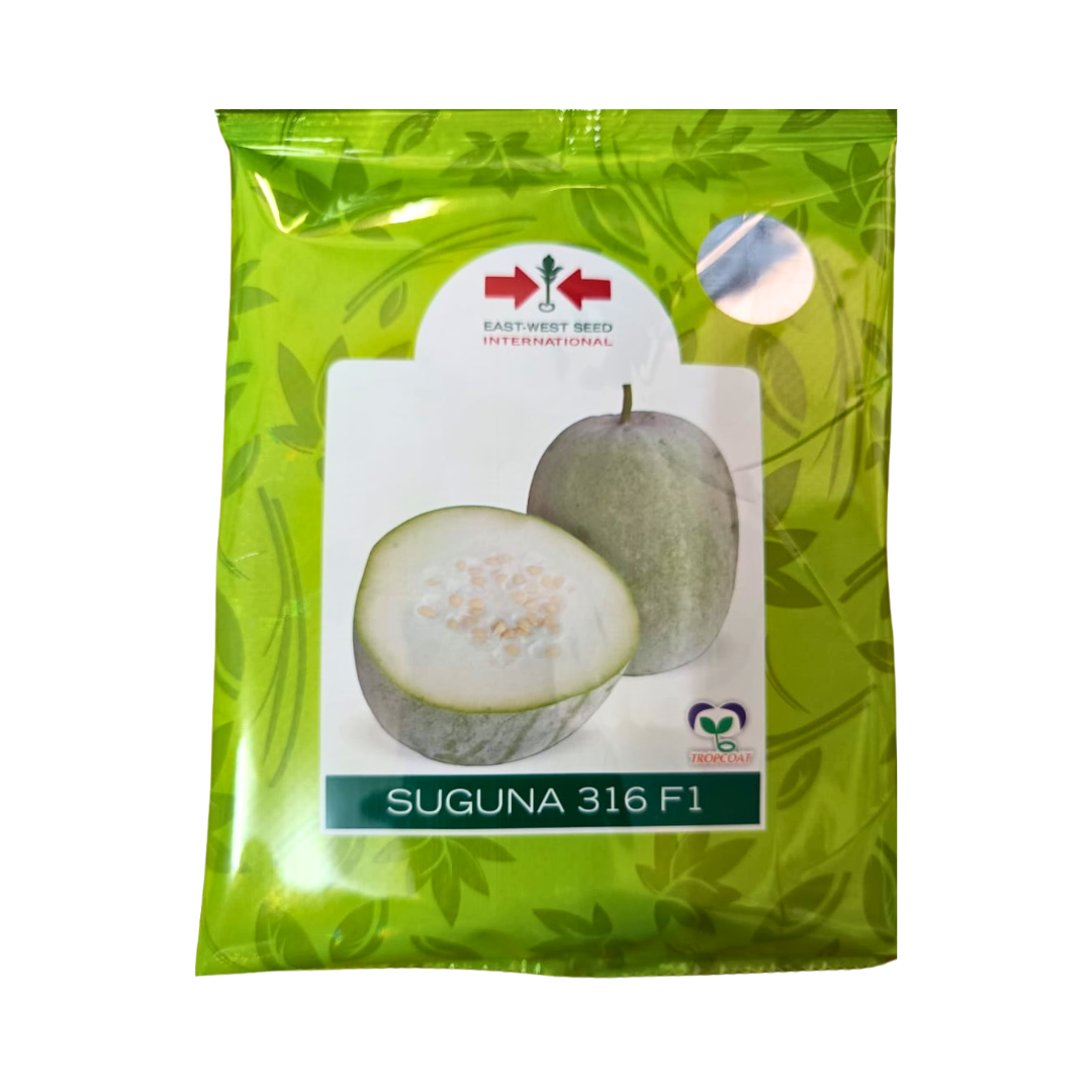 Suguna Wax Gourd Seeds - East West | F1 Hybrid | Buy Online Now