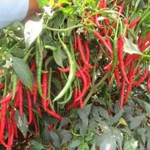 Palnadu Hot Chilli Seeds - Nuziveedu | F1 Hybrid | Buy Online at Best Price