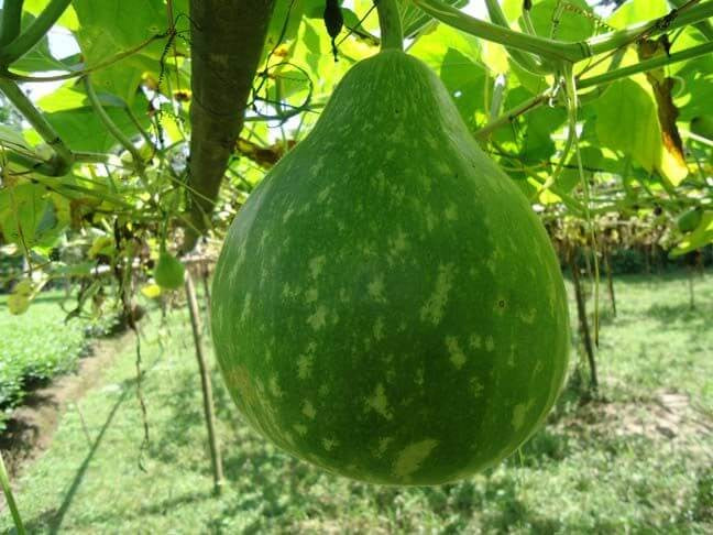 Pan 1719 Bottle Gourd Seeds | F1 Hybrid | Buy Online at Best Price