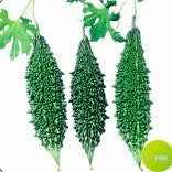 Pan 1931 Bitter Gourd Seeds | F1 Hybrid | Buy Online at Best Price