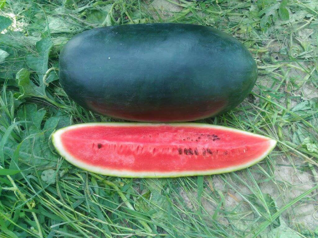 Pan 2054 Ishana Watermelon Seeds | F1 Hybrid | Buy Online at Best Price