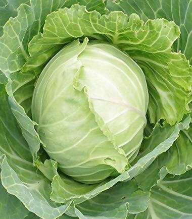 Indus Juhi Cabbage Seeds | F1 Hybrid | Buy Online at Best Price