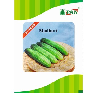 Madhuri Cucumber Seeds - Pan | F1 Hybrid | Buy Online at Best Price