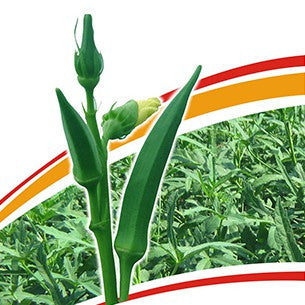 MAHY 64 Bhindi Seeds - Mahyco | F1 Hybrid | Buy Online at Best Price