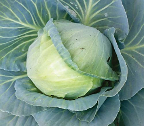 Indus Juhi Cabbage Seeds | F1 Hybrid | Buy Online at Best Price