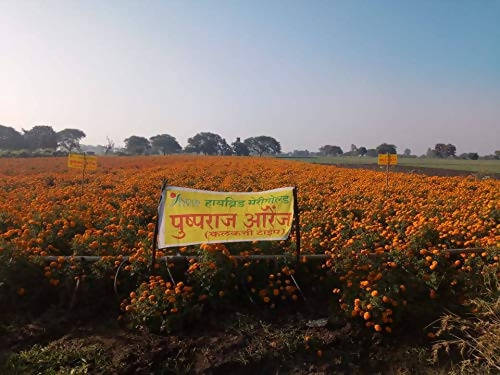 Indus Marigold Pushparaj Orange Seeds | F1 Hybrid | Buy Online at Best Price