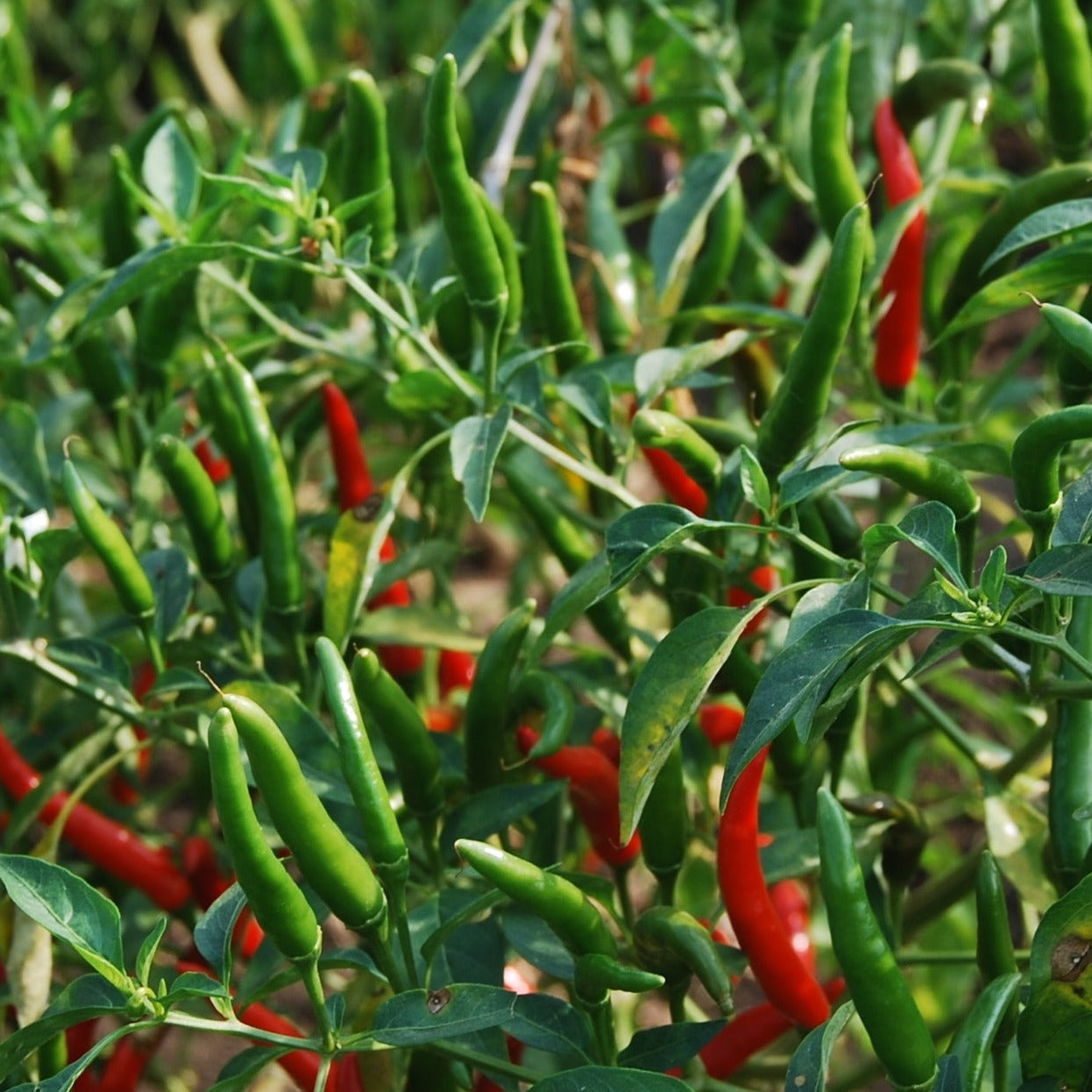 Sarpan Avinash Chilli Seeds | F1 Hybrid | Buy Online at Best Price