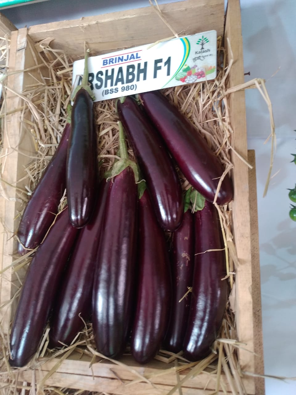 BSS 980 Arshabh Brinjal Seeds - Kalash | F1 Hybrid | Buy Online at Best Price