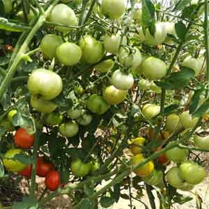 Bangalore Red Tomato Seeds - Fito | F1 Hybrid | Buy Online at Best Price