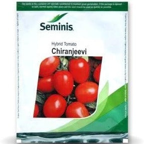 Chiranjeevi Tomato Seeds - Seminis | F1 Hybrid | Buy Online Now