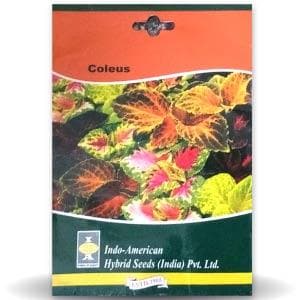 Coleus Seeds - Indo American | F1 Hybrid | Buy Online at Best Price